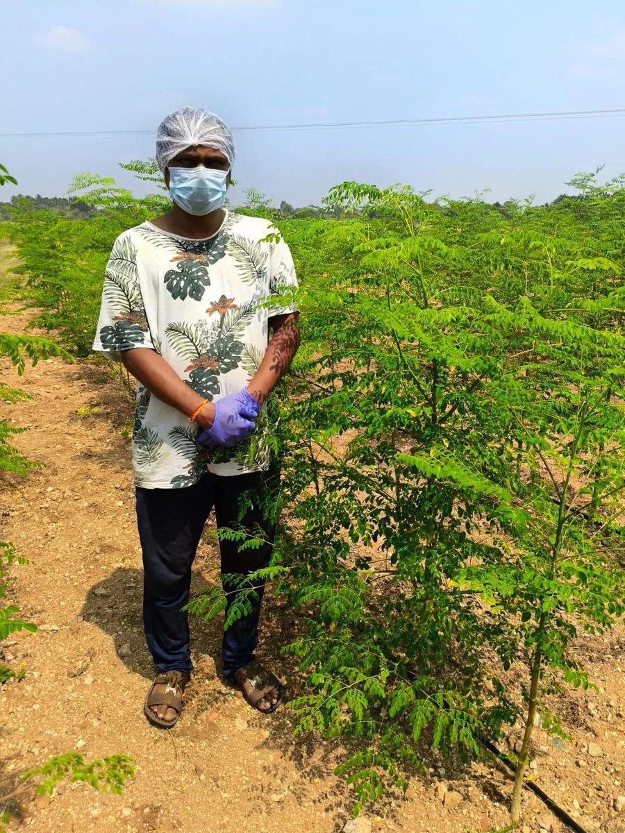 A NAAPS farmer beside the moringa trees