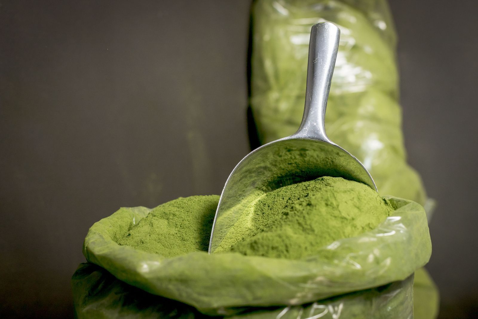 Fine green moringa leaf powder in a steel scoop