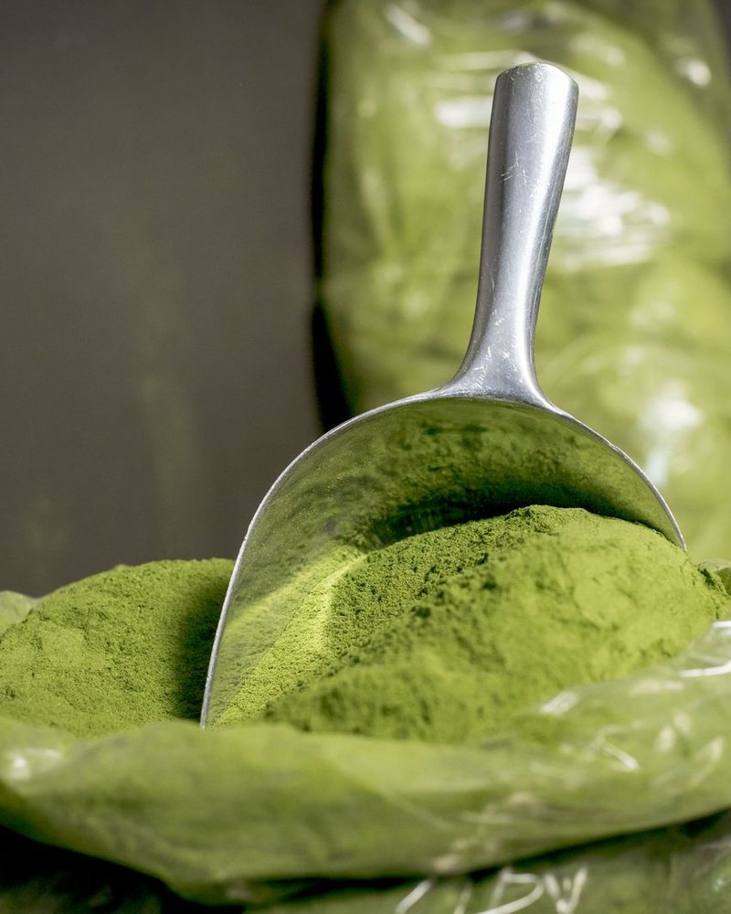 Finely milled green moringa powder in a steel scoop